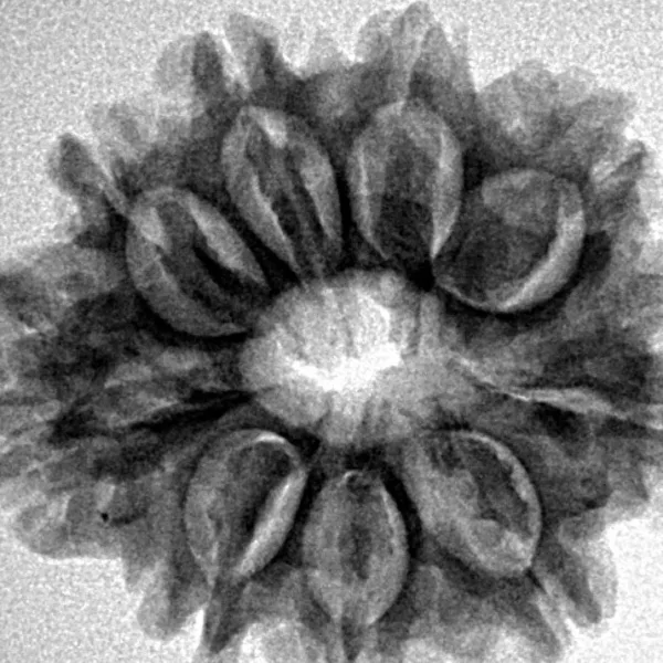 9 Mukhi Rudraksha 26.2mm 4.29gm - Inverse xray