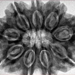 9 Mukhi Rudraksha 31.8mm 8.12gm - Inverse xray