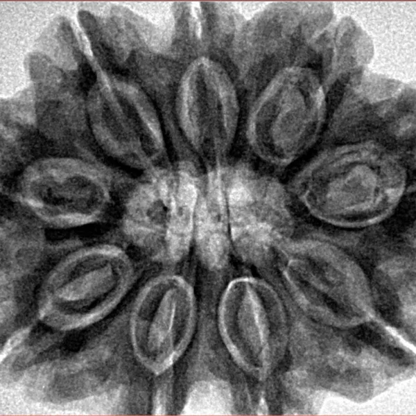 9 Mukhi Rudraksha 31.8mm 8.12gm - Inverse xray