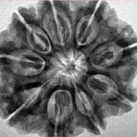 9 Mukhi Rudraksha 28.9mm 6.69gm - Inverse xray