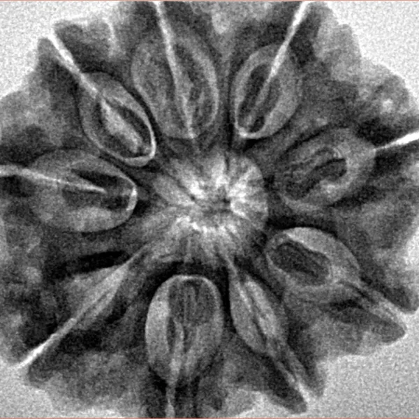 9 Mukhi Rudraksha 28.9mm 6.69gm - Inverse xray