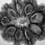 9 Mukhi Rudraksha 28.3mm 6.42gm - Inverse xray