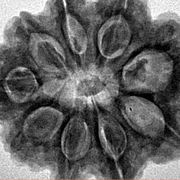 9 Mukhi Rudraksha 28.3mm 6.42gm - Inverse xray