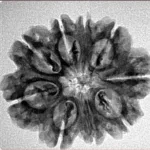 9 Mukhi Rudraksha 26.2mm 3.68gm - Inverse xray
