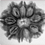 9 Mukhi Rudraksha 26.5mm 4.7gm - Inverse xray