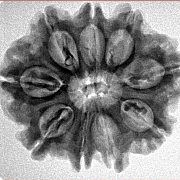 9 Mukhi Rudraksha 26.5mm 4.7gm - Inverse xray