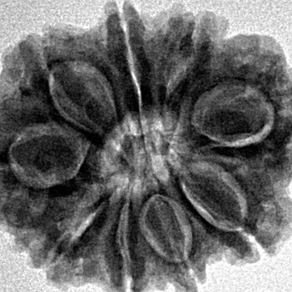 9 Mukhi Rudraksha 25.2mm 4.31gm - Inverse xray