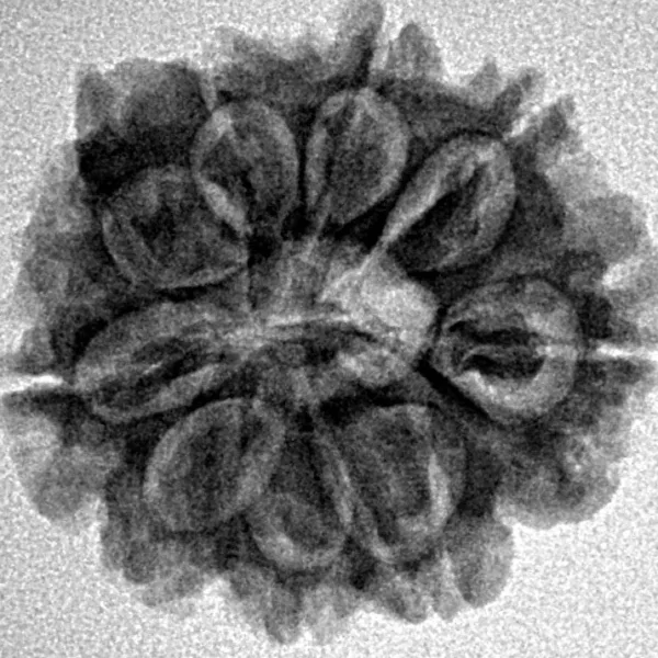 9 Mukhi Ganesh 24mm 3.64gm - Inverse xray