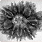 9 Mukhi Rudraksha 29.1mm 5.63gm - Inverse xray