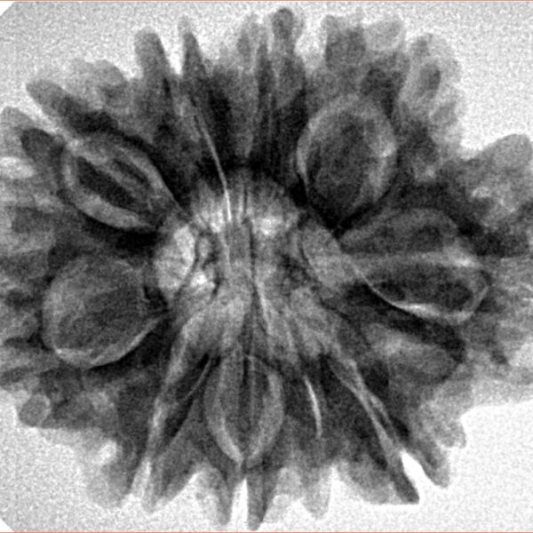 9 Mukhi Rudraksha 29.1mm 5.63gm - Inverse xray