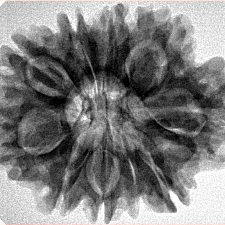 9 Mukhi Rudraksha 29.1mm 5.63gm - Inverse xray