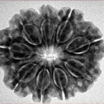 9 Mukhi Rudraksha 27.2mm 5.37gm - Inverse xray