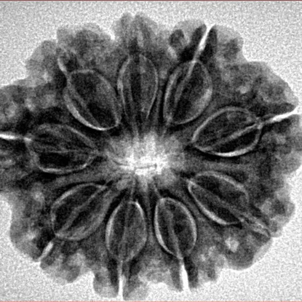 9 Mukhi Rudraksha 27.2mm 5.37gm - Inverse xray