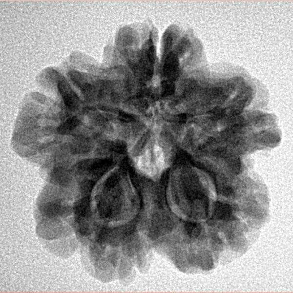 1MK(Underdeveloped) 23.2mm 4.15gm - Inverse xray