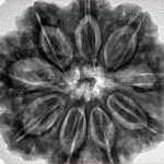 9 Mukhi Rudraksha 30.1mm 7.94gm - Inverse xray