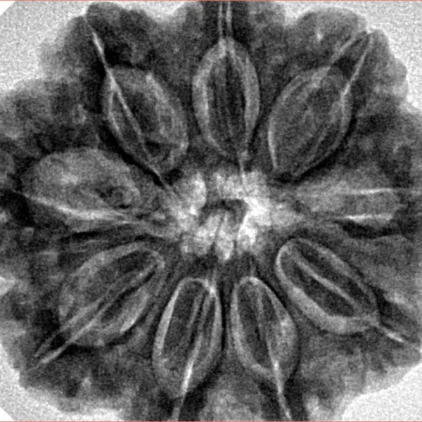 9 Mukhi Rudraksha 30.1mm 7.94gm - Inverse xray