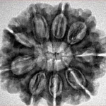9 Mukhi Rudraksha 27.2mm 5gm - Inverse xray