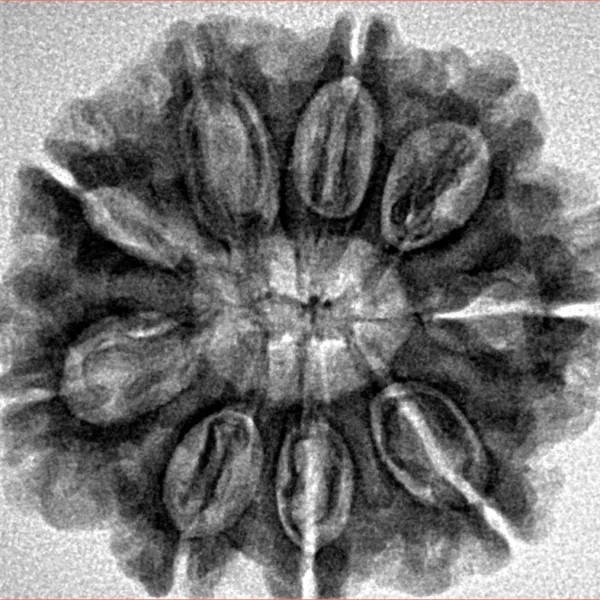 9 Mukhi Rudraksha 27.2mm 5gm - Inverse xray