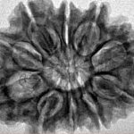 10 Mukhi Rudraksha 28.7mm 5gm - Inverse xray