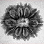 10 Mukhi Rudraksha 24.8mm 4gm - Inverse xray