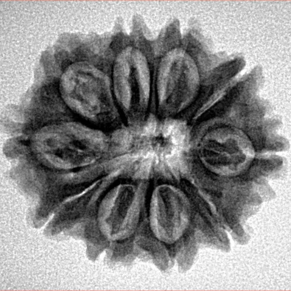 10 Mukhi Rudraksha 24.8mm 4gm - Inverse xray