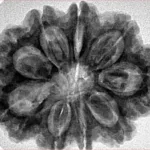 9 Mukhi Rudraksha 31.7mm 6.9gm - Inverse xray