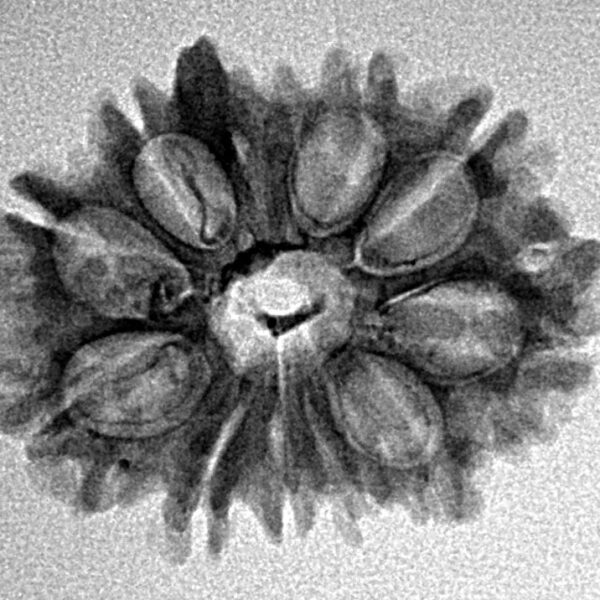 11 Mukhi Ganesh 25.1mm 2.47gm - Inverse xray