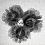 3 Mukhi Rudraksha 23.8mm 3.47gm - Inverse xray