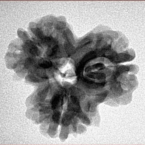 3 Mukhi Rudraksha 23.8mm 3.47gm - Inverse xray