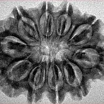 10 Mukhi Rudraksha 29.9mm 4.91gm - Inverse xray