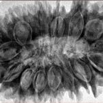 16 Mukhi Rudraksha 38.4mm 8.13gm - Inverse xray