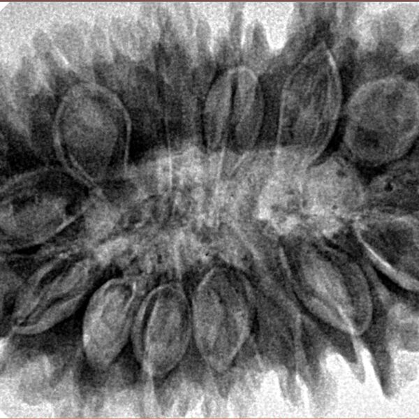 16 Mukhi Rudraksha 38.4mm 8.13gm - Inverse xray