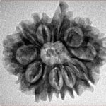 11 Mukhi Ganesh 25mm 3.47gm - Inverse xray