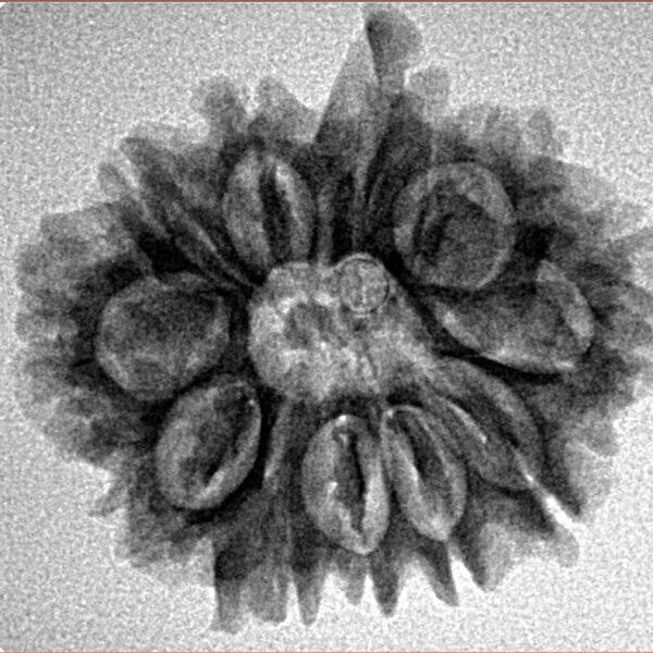 11 Mukhi Ganesh 25mm 3.47gm - Inverse xray