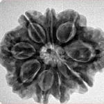 9 Mukhi Rudraksha 27.1mm 5.24gm - Inverse xray