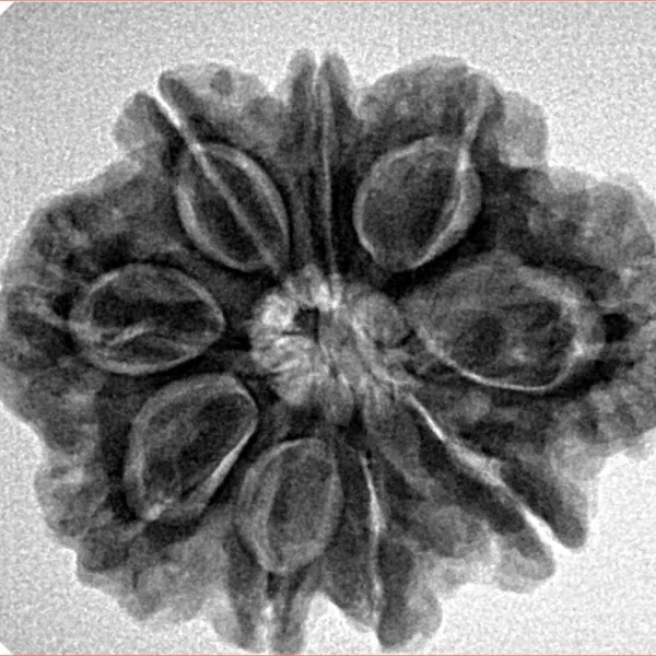 9 Mukhi Rudraksha 27.1mm 5.24gm - Inverse xray
