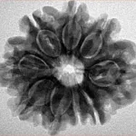 9 Mukhi Rudraksha 26.3mm 4.91gm - Inverse xray