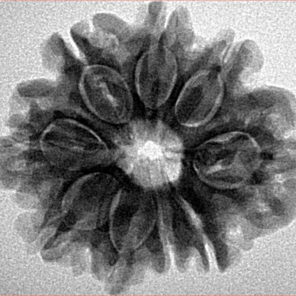 9 Mukhi Rudraksha 26.3mm 4.91gm - Inverse xray