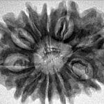 10 Mukhi Rudraksha 29mm 4.9gm - Inverse xray