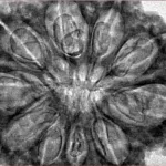 10 Mukhi Rudraksha 36.1mm 8gm - Inverse xray