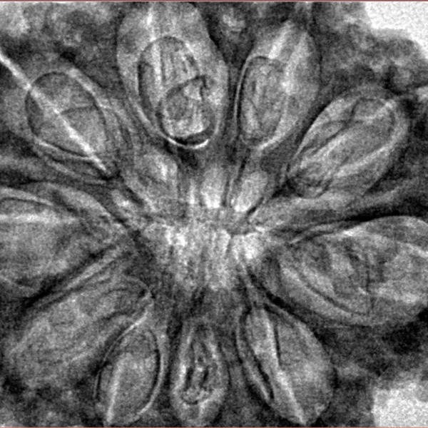 10 Mukhi Rudraksha 36.1mm 8gm - Inverse xray