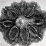 9 Mukhi Rudraksha 29.2mm 6.74gm - Inverse xray