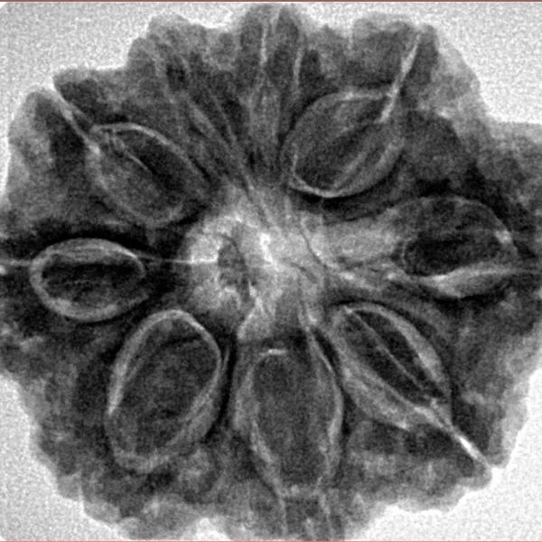 9 Mukhi Rudraksha 29.2mm 6.74gm - Inverse xray