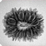 15 Mukhi Rudraksha 23mm 3.21gm - Inverse xray