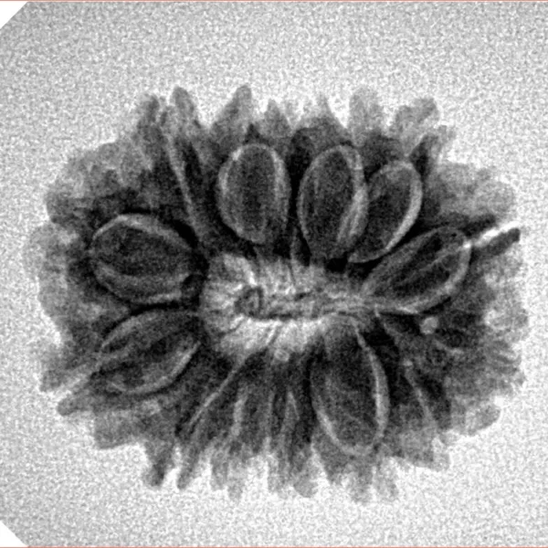 15 Mukhi Rudraksha 23mm 3.21gm - Inverse xray