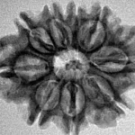 9 Mukhi Rudraksha 25mm 3.39gm - Inverse xray