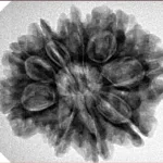 9 Mukhi Rudraksha 27.4mm 5.21gm - Inverse xray