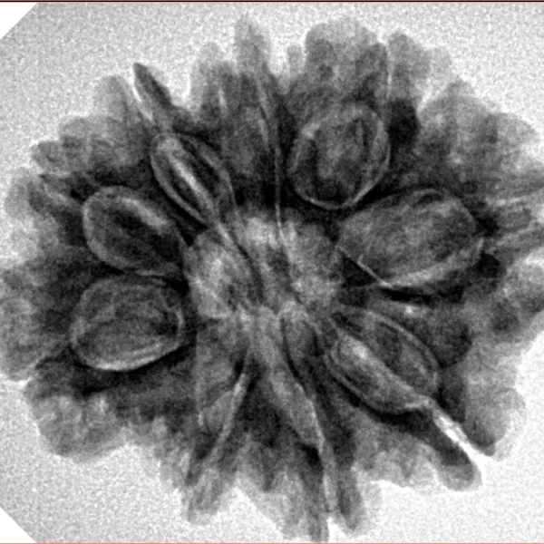 9 Mukhi Rudraksha 27.4mm 5.21gm - Inverse xray