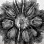 10 Mukhi Rudraksha 28.2mm 6.16gm - Inverse xray