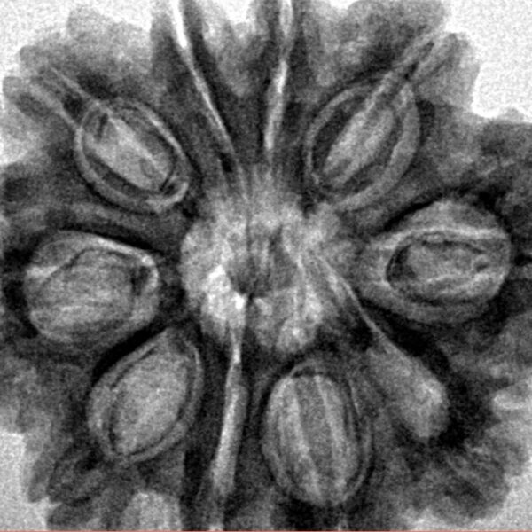 10 Mukhi Rudraksha 28.2mm 6.16gm - Inverse xray